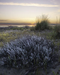 Scenic view of grassy field against sky during sunset