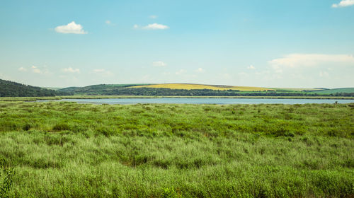 Scenic view of grassy field against sky