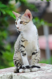 Cat looking away while sitting outdoors