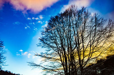 Low angle view of bare trees against blue sky