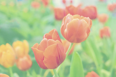 Close-up of tulips on field