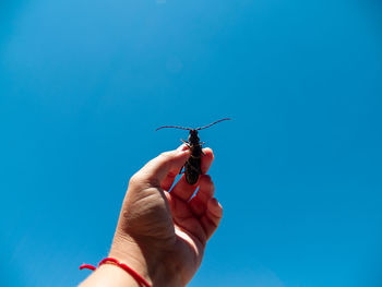 Close-up of hand holding insect against blue sky