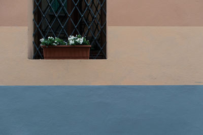 Close-up of potted plant on wall of building
