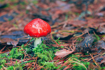 fungus
