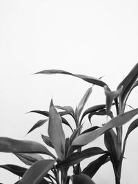 Close-up of plant against clear sky