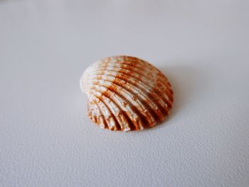 Close-up of seashell on white background