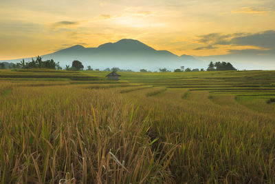 Scenic view of agricultural field against sky during sunset