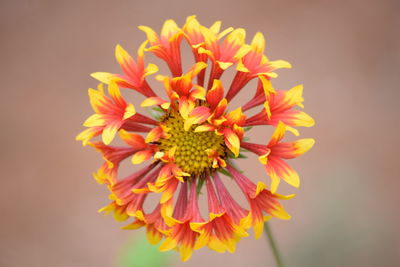 Close-up of orange flower