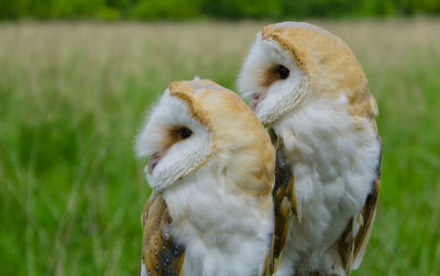 Close-up of barn owls on field