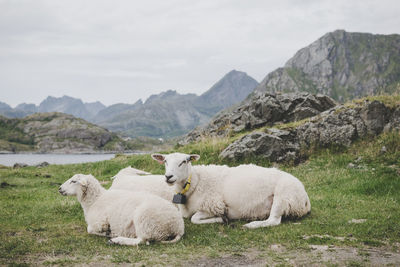 Sheep on field against sky