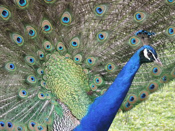 Close-up of peacock