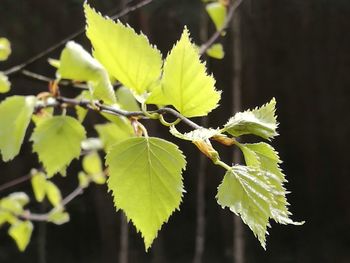 Close-up of fresh green plant