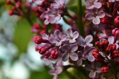 Close-up of pink flowering plants