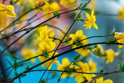 Close-up of yellow flowering plant