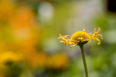 Close-up of yellow flowers blooming outdoors