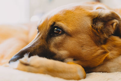 Close-up of dog looking away