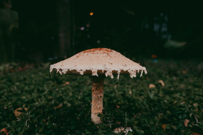 Close-up of mushroom on field