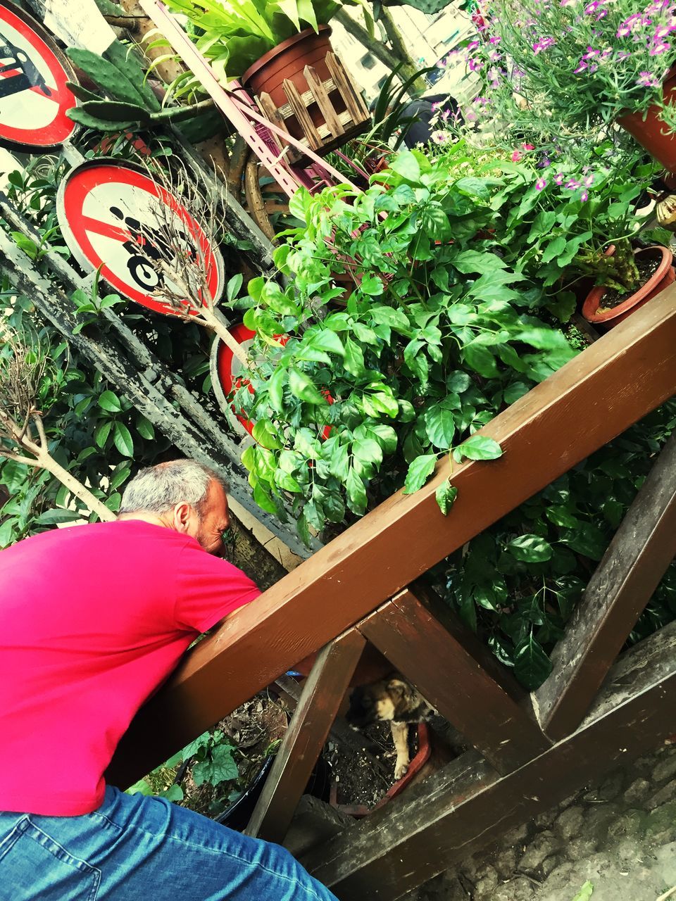 plant, growth, red, high angle view, tree, potted plant, wood - material, outdoors, front or back yard, day, flower, green color, nature, pink color, no people, park - man made space, sunlight, leaf, wooden, chair