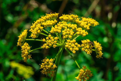Close-up of yellow flowering plant