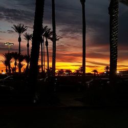 Silhouette of palm trees at sunset