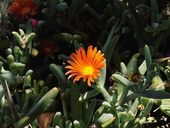 Close-up of yellow flower