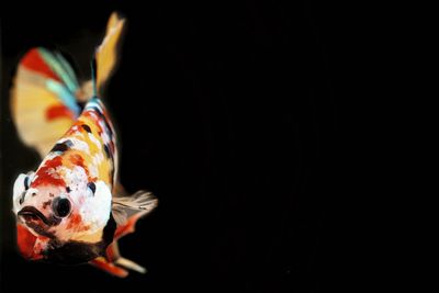 Close-up of stuffed toy over black background