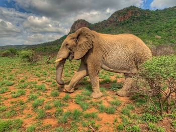 View of elephant on field against sky