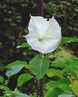 Close-up of flower blooming outdoors