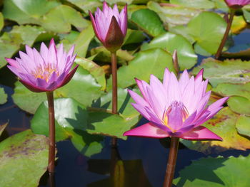 Close-up of pink water lily