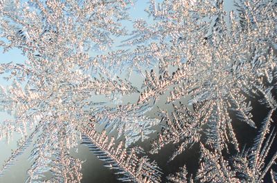 Low angle view of frozen plants against sky