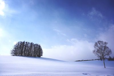 Trees on snow covered landscape against sky