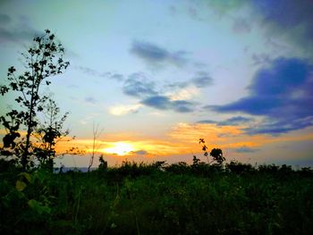 Silhouette plants on field against sky during sunset