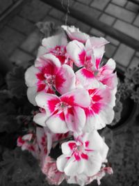 Close-up of pink flowers blooming outdoors