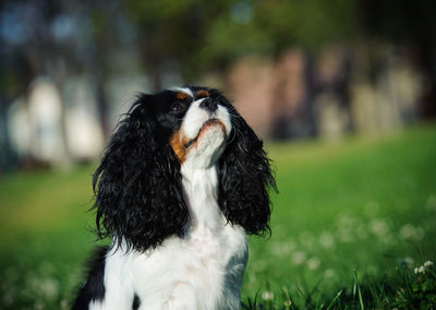 Close-up of cavalier king charles spaniel resting on field