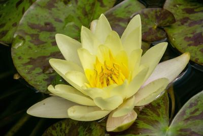Close-up of water lily on leaves
