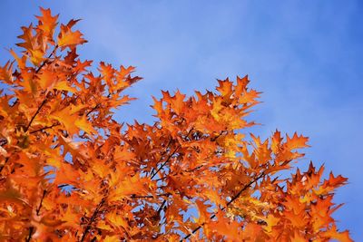 Low angle view of maple tree against sky