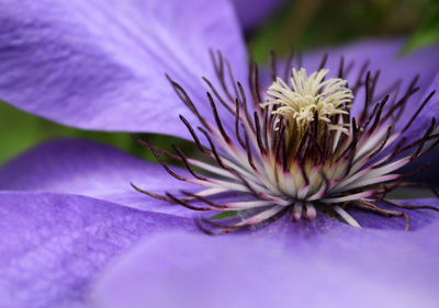 Close-up of purple flowering plant