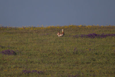 Bird perching on grassy land against clear sky