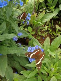 High angle view of butterfly pollinating on flower