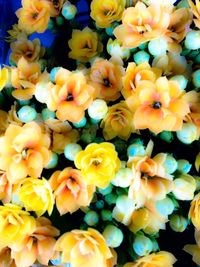 Full frame shot of yellow flowers