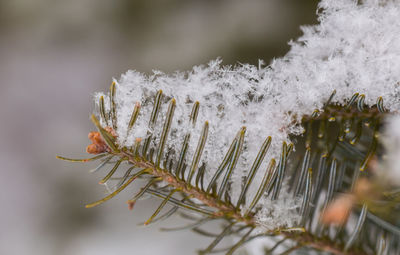 Close-up of frozen frost