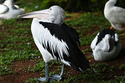 Close-up of pelican on field