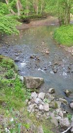 Stream flowing through forest