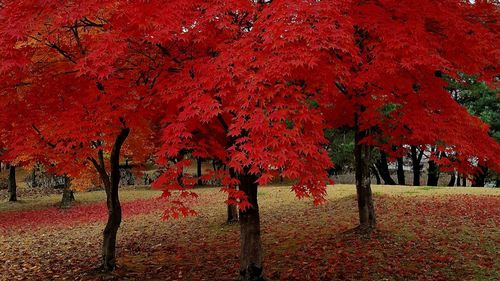 Red maple tree in park during autumn