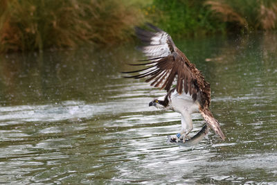 Bird hunting fish in lake