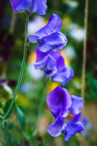 Close-up of purple iris flower
