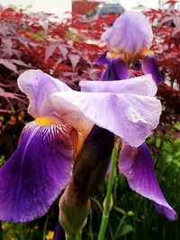 Close-up of purple flower