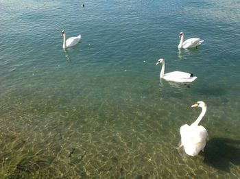 Birds in calm water