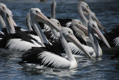 Flock of australian pelicans on water