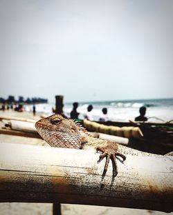 Iguana on bamboo at beach against sky